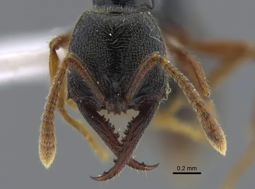 Fulakora cleae specimen IAVH-E-113758 image iavh-e-113758_2