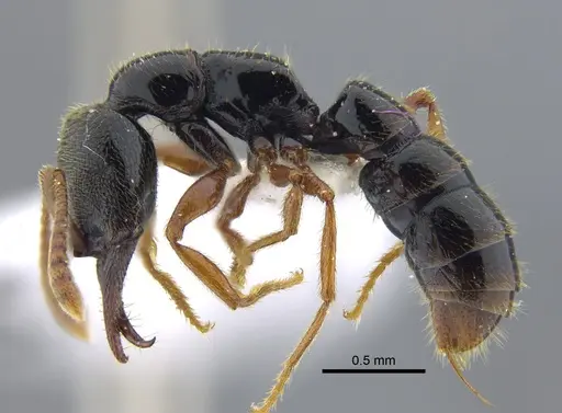 Fulakora cleae specimen IAVH-E-113758 image iavh-e-113758_3