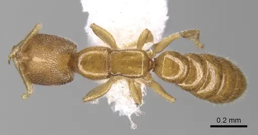 Fulakora degenerata specimen CASENT0610643 image casent0610643_1