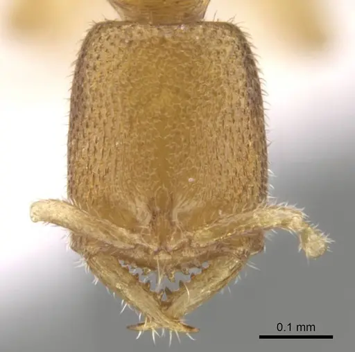 Fulakora degenerata specimen CASENT0610643 image casent0610643_2