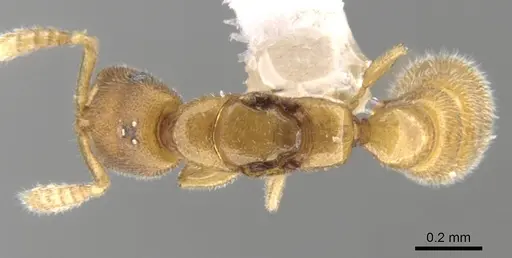 Fulakora degenerata specimen CASENT0615011 image casent0615011_1