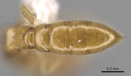 Fulakora degenerata specimen CASENT0615011 image casent0615011_2