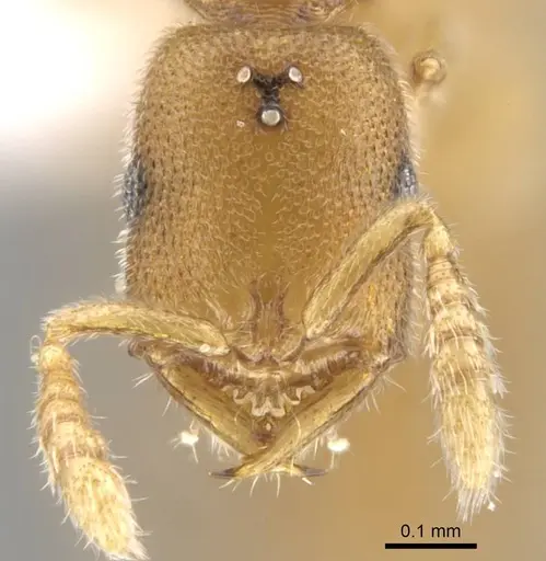 Fulakora degenerata specimen CASENT0615011 image casent0615011_3