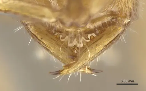 Fulakora degenerata specimen CASENT0615011 image casent0615011_4