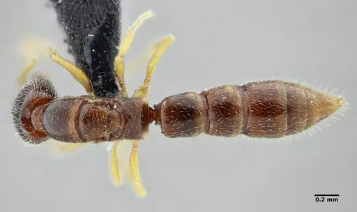 Fulakora elongata specimen ANTWEB1032564 image antweb1032564_1