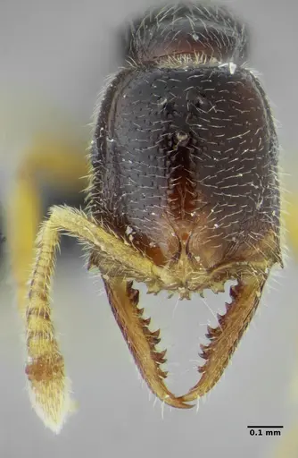 Fulakora elongata specimen ANTWEB1032564 image antweb1032564_3