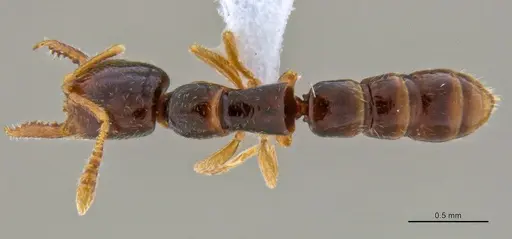 Fulakora elongata specimen ANTWEB1047061 image antweb1047061_1