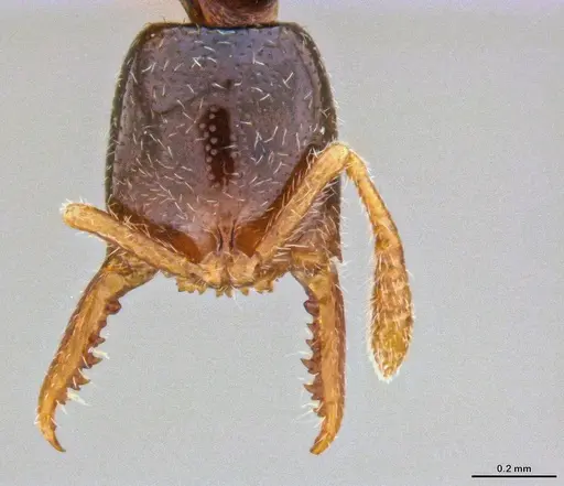 Fulakora elongata specimen ANTWEB1047061 image antweb1047061_2