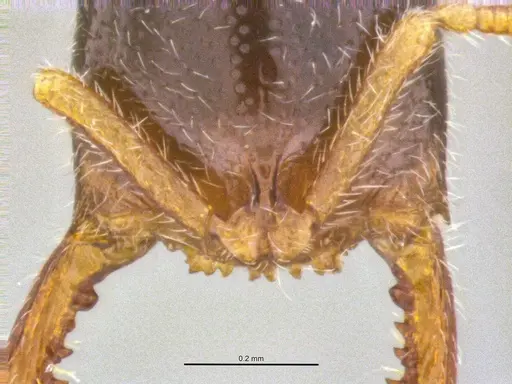 Fulakora elongata specimen ANTWEB1047061 image antweb1047061_3
