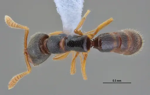 Fulakora elongata specimen ANTWEB1047734 image antweb1047734_1