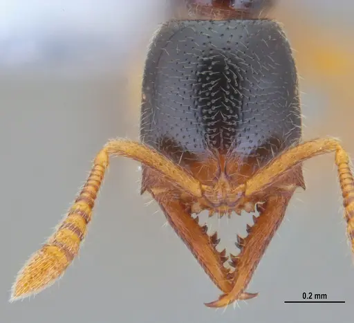 Fulakora elongata specimen ANTWEB1047734 image antweb1047734_3