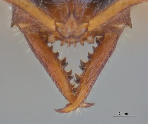 Fulakora elongata specimen ANTWEB1047734 image antweb1047734_4