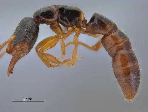 Fulakora elongata specimen ANTWEB1047734 image antweb1047734_5