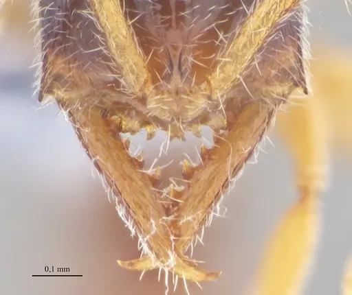 Fulakora elongata specimen ANTWEB1053070 image antweb1053070_3