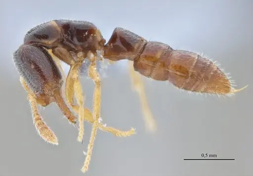 Fulakora elongata specimen ANTWEB1053070 image antweb1053070_4