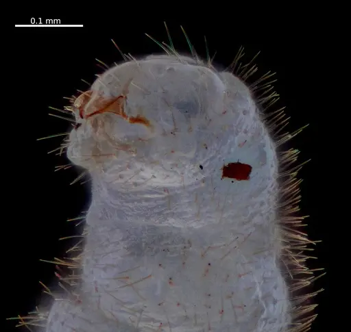 Fulakora elongata specimen ANTWEB1053725 image antweb1053725_1
