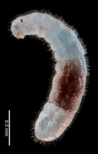 Fulakora elongata specimen ANTWEB1053725 image antweb1053725_2