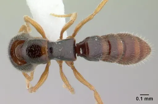 Fulakora elongata specimen CASENT0100517 image casent0100517_1