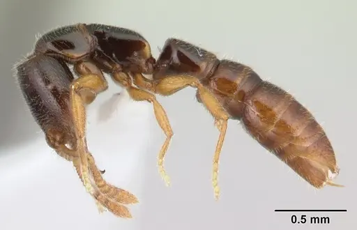 Fulakora elongata specimen CASENT0100517 image casent0100517_3