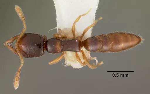 Fulakora elongata specimen CASENT0102198 image casent0102198_1
