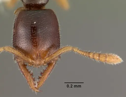 Fulakora elongata specimen CASENT0102198 image casent0102198_2