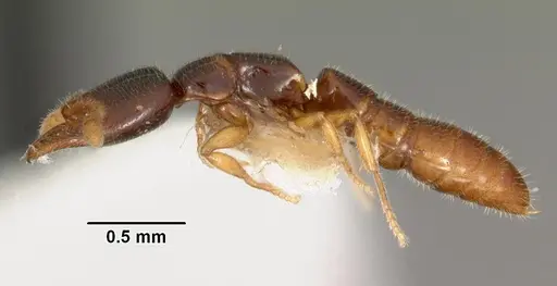 Fulakora elongata specimen CASENT0102198 image casent0102198_3