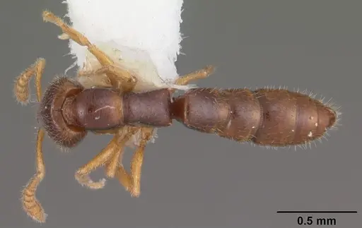 Fulakora elongata specimen CASENT0102471 image casent0102471_1