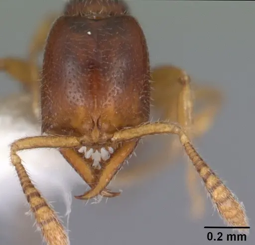 Fulakora elongata specimen CASENT0102471 image casent0102471_2