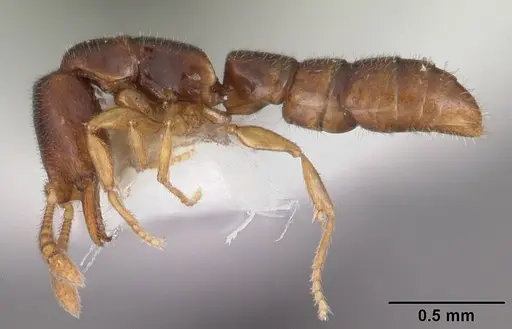 Fulakora elongata specimen CASENT0102471 image casent0102471_3