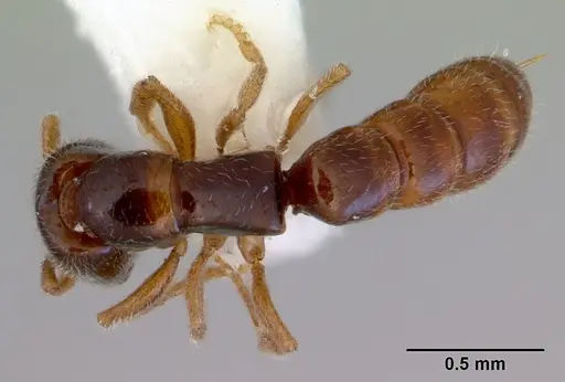 Fulakora elongata specimen CASENT0172400 image casent0172400_1