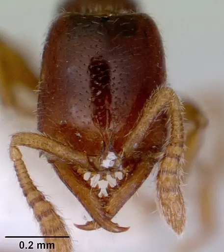 Fulakora elongata specimen CASENT0172400 image casent0172400_2