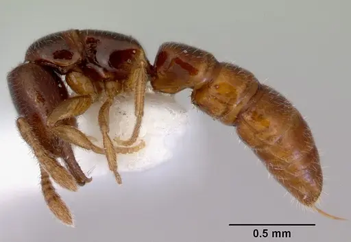 Fulakora elongata specimen CASENT0172400 image casent0172400_3