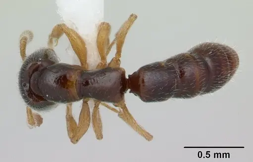 Fulakora elongata specimen CASENT0178869 image casent0178869_1