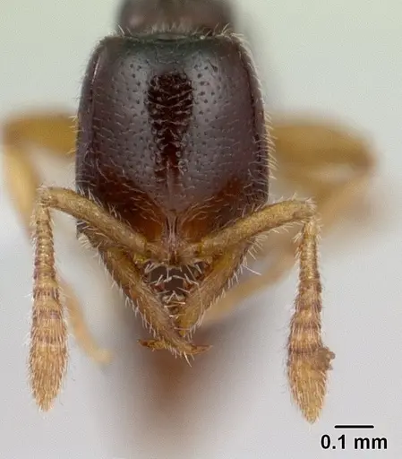 Fulakora elongata specimen CASENT0178869 image casent0178869_2