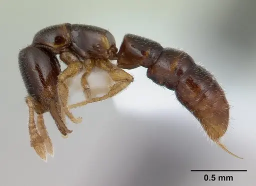 Fulakora elongata specimen CASENT0178869 image casent0178869_3