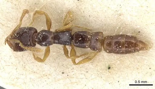 Fulakora elongata specimen CASENT0915098 image casent0915098_1