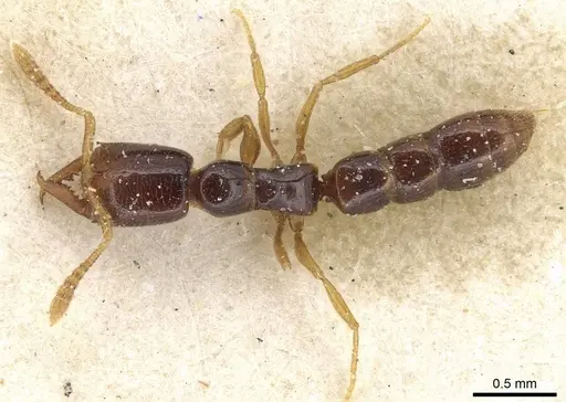 Fulakora elongata specimen CASENT0915099 image casent0915099_1