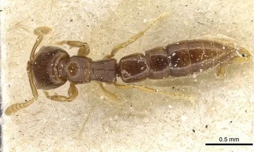 Fulakora elongata specimen CASENT0915100 image casent0915100_1