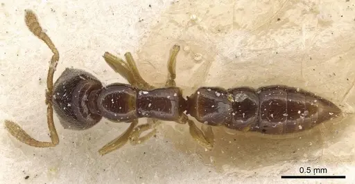 Fulakora elongata specimen CASENT0915101 image casent0915101_1