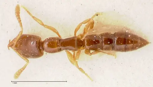 Fulakora elongata specimen FOCOL0579-1 image focol0579-1_1