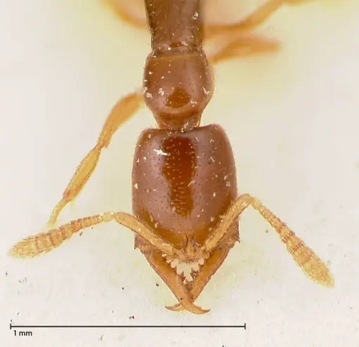 Fulakora elongata specimen FOCOL0579-1 image focol0579-1_2