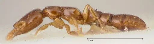 Fulakora elongata specimen FOCOL0579-1 image focol0579-1_3