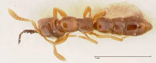 Fulakora elongata specimen FOCOL0579-2 image focol0579-2_1
