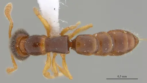 Fulakora elongata specimen UFV-LABECOL-000027 image ufv-labecol-000027_1