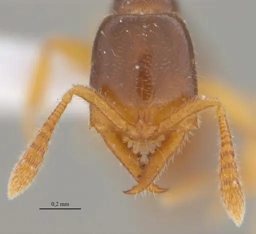 Fulakora elongata specimen UFV-LABECOL-000027 image ufv-labecol-000027_2