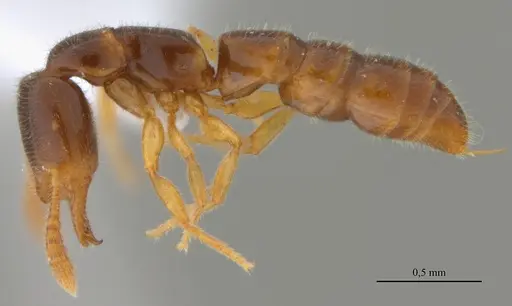Fulakora elongata specimen UFV-LABECOL-000027 image ufv-labecol-000027_3