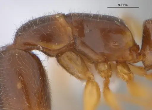 Fulakora elongata specimen UFV-LABECOL-000027 image ufv-labecol-000027_4
