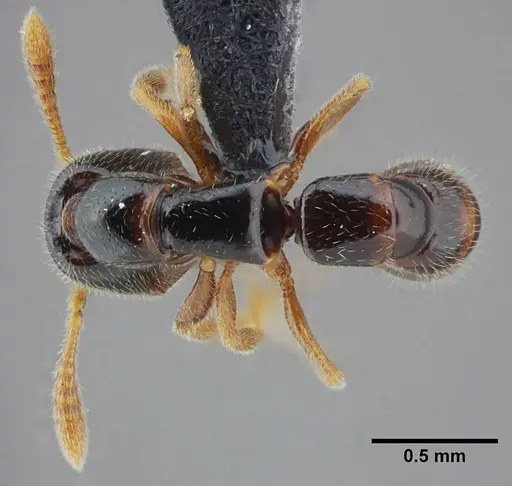 Fulakora elongata specimen UFV-LABECOL-000049 image ufv-labecol-000049_1