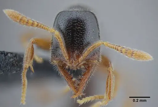Fulakora elongata specimen UFV-LABECOL-000049 image ufv-labecol-000049_2