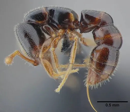 Fulakora elongata specimen UFV-LABECOL-000049 image ufv-labecol-000049_3